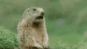 Alan GIF