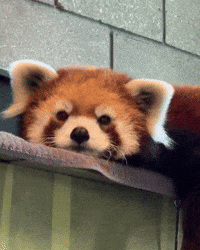 Red Panda GIF by Valley Zoo Development Society