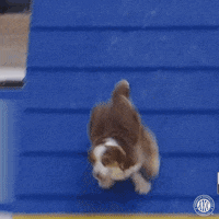 Happy Espn GIF by American Kennel Club