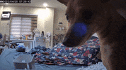 Dog Kiss GIF