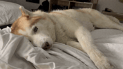 Milamute GIF