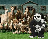 Awkward Panda GIF by Endangered Labs