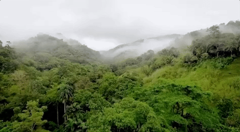 viceland GIF by JUNGLETOWN