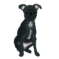 Brussels Griffon Sticker by Andrea Caceres