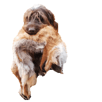 Griffon Gundog Sticker by DER HUND - das Magazin