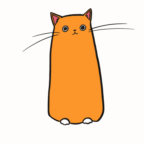 ShawnaSmyth happy cat kitty kitten GIF