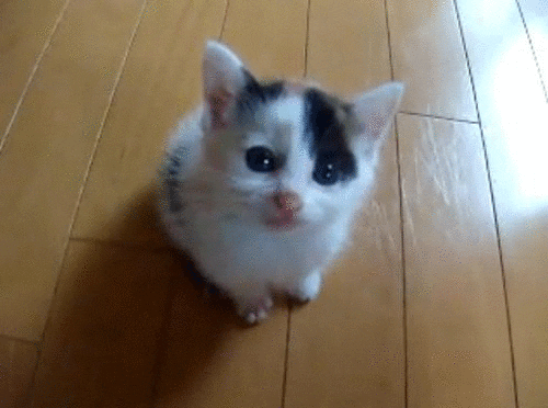 cat kitty GIF