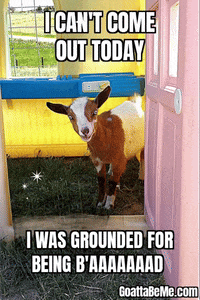 Cute Goats Pet Gifs GIF by Goatta Be Me Goats! Adventures of Java, Toffee, Pumpkin and Cookie!