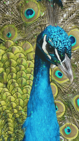 woodenboxlwp giphyupload oriental peacock wallpaper peacock animated wallpaper peacock art wallpaper GIF