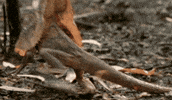 home screw GIF