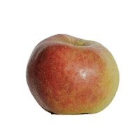 Apple Cider Sticker by picapica