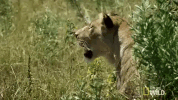 Nat Geo Wild Lioness GIF by Savage Kingdom