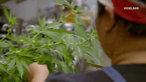 weed cannabis GIF by Bong Appétit