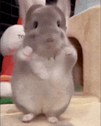 Chinchilla Sue GIF