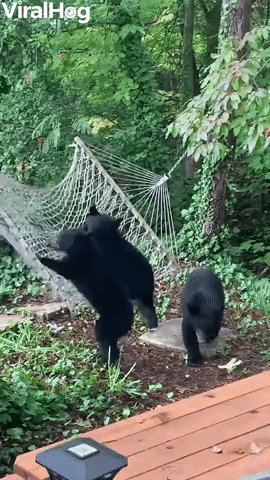 Hammock Confuses Curious Bear Cubs