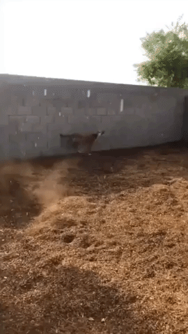 Overjoyed Arizona Dog Experiences Rain for First Time