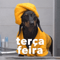 Tuesday Morning Dog GIF by Sealed With A GIF