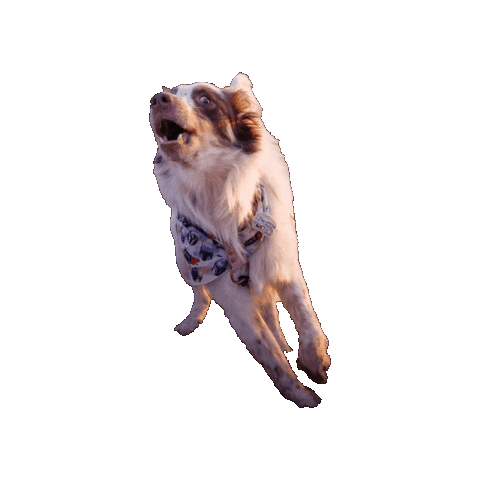 Surprised Star Wars Sticker by Geekster Pets