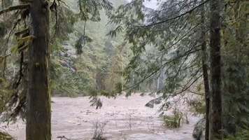 Tree Falls into Swollen River Amid Flood Warnings in Northern Washington