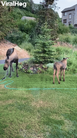 Mama Moose and Her Calf Cool Off Under Sprinkler