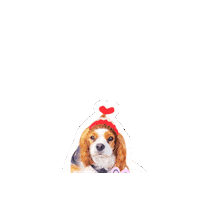 Cavalierkingcharlesspaniel Sticker