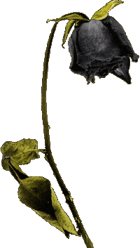 Rose Petals Halloween Sticker by blackmooncosmetics