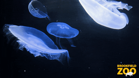 Relaxing Jelly Fish GIF by Brookfield Zoo