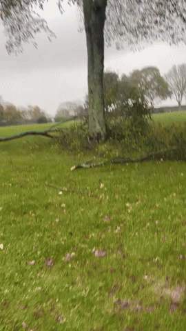 Trees Damaged in Guernsey Park During Storm Ciaran