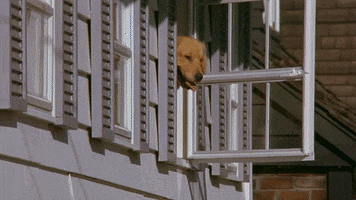 Air Bud Dogs GIF by Air Bud Entertainment