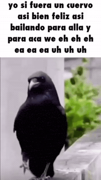 Dance Baile GIF