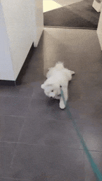 Qinu_samoyed puppy samoyed stubborn qinu GIF