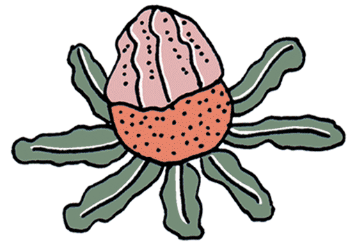 australia flora Sticker