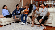 Watching Tv Dancing GIF by Gogglebox Australia