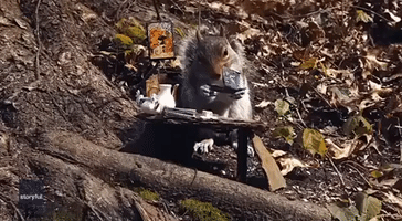 Squirrel 'Reads' Tiny Book in Pennsylvania Yard