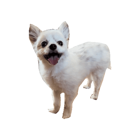 Dog Chihuahua Sticker by Romeo Mama Bandana Store