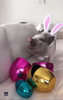 Adorable Pig Celebrates Easter in Style