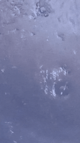 Simongip giphyupload GIF