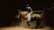 Rodeo GIF