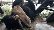 animalsasia vietnam spice sack enrichment GIF