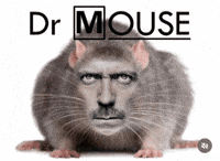 Dr House Brain GIF