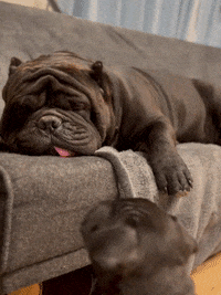 atomicbullies かわいい 犬 びっくり ねむい GIF