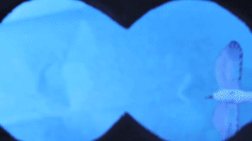 chadvangaalen animation illustration stop motion summertime GIF