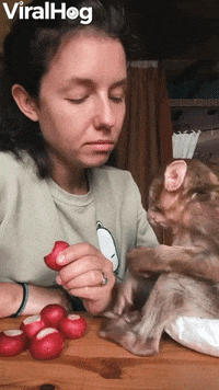 Having A Snack With A Rescued Baby Monkey GIF by ViralHog