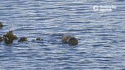 sea otter love GIF by Monterey Bay Aquarium