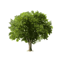 3D Tree Sticker by hubcollage