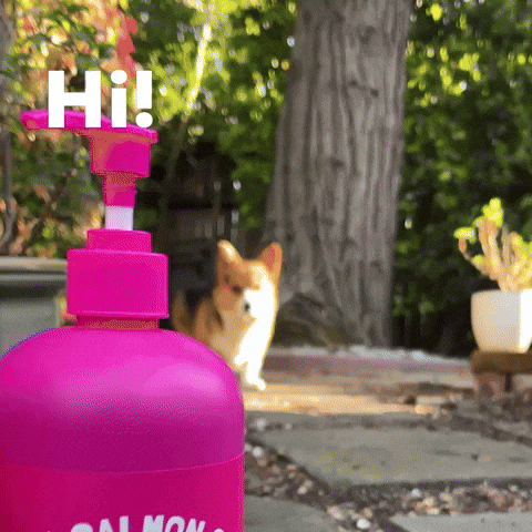 Dog Corgi GIF