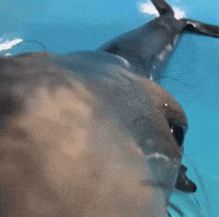 Big Eyes Kiss GIF