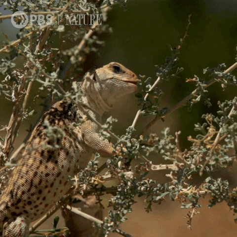 Pbs Nature Mexico GIF by Nature on PBS