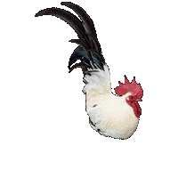 Bird Farm Sticker