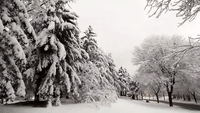 Snowy Scenes in Madison, Wisconsin, Amid Winter Weather Advisory